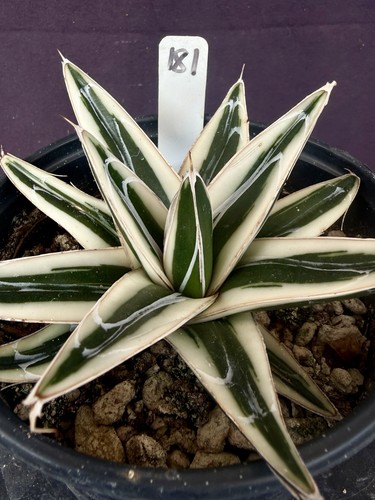 Agave victoriae reginae - agave, victoriae-reginae