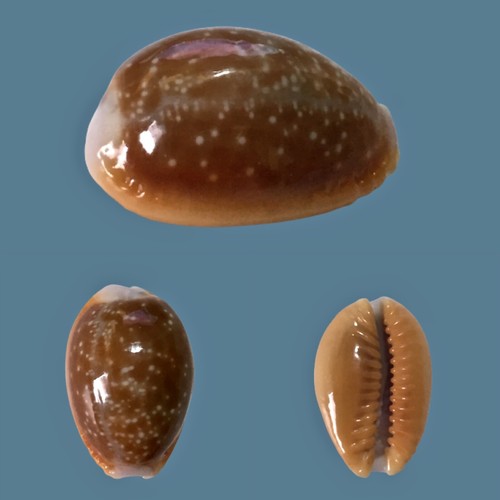 Cypraea helvola meridionalis