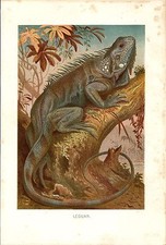 Stampa antica RETTILI IGUANA