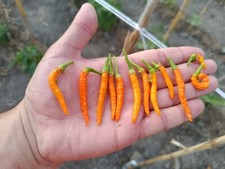 SEMI THAI YELLOW, HOT