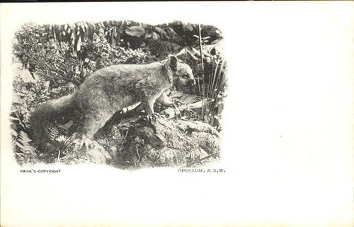Opossum - ,