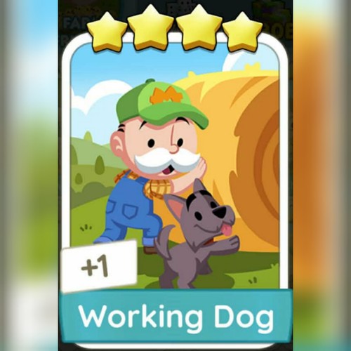 Cane lavoro - 1x, ⭐⭐⭐⭐