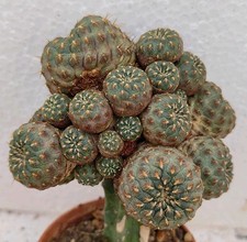 Sulcorebutia rauschii cv gold spines
