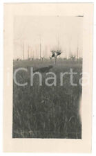 1925 ca BELGIO (?) Bracco tedesco KURZHAAR tra i gelsi - Fotografia anonima