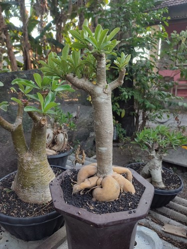 Bonsai adenio lungo coudex - di,