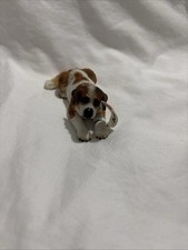 San Bernardo cane femmina di