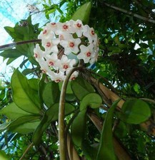 3 Hoya Carnosa Grandi D14 Cm