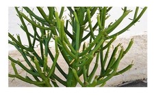 10x Euphorbia tirucalli piante