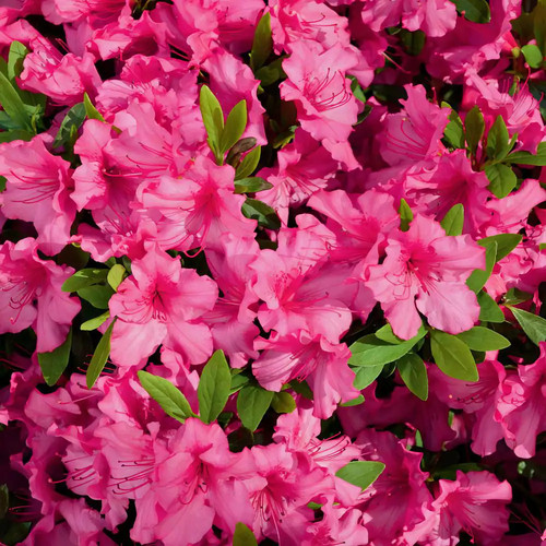 Azalea red slippers - qt.,