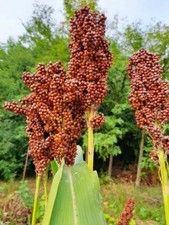Popping Sorghum Nerum Boer - 50+ semi - semillas - cereali - semi Sh 025