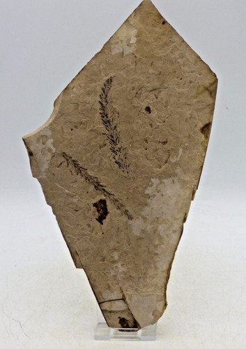 Fossil plant remains - fossil,
