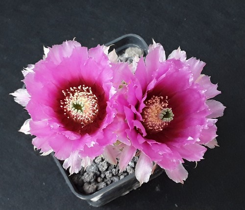 Echinocereus reichenbachii - , v