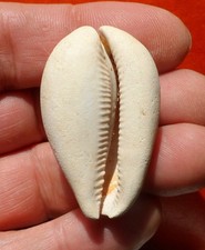 GASTÉROPODE FOSSILE DES