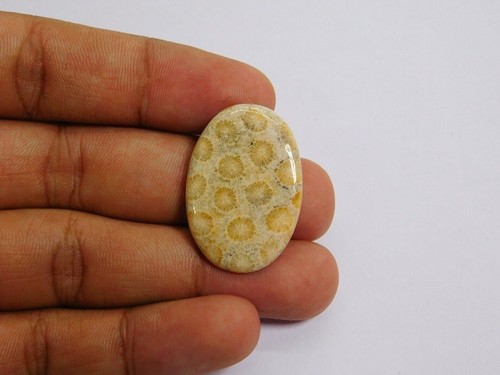 100 naturale fossil corallo - naturale,
