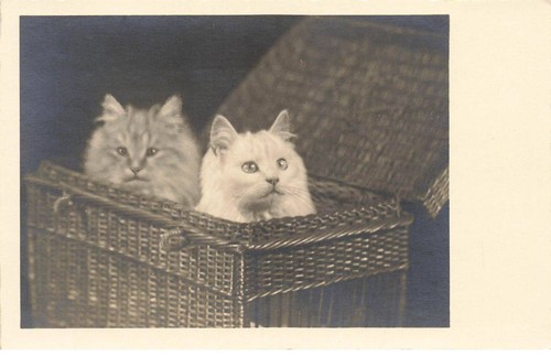 Gatti mk43595 gatto grigio - gatto,