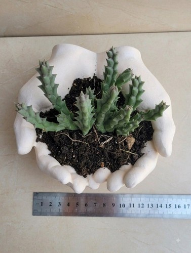 Vaso mani ceramica porta - ,