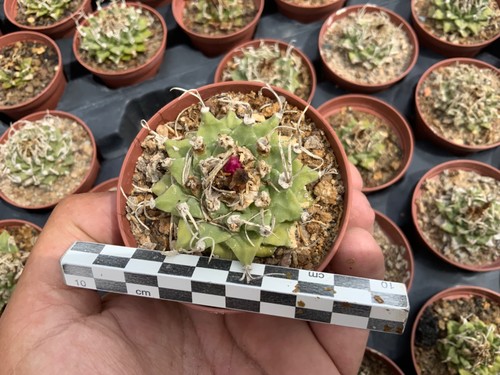 Turbinicarpus alonsoi aridarea - alonsoi,