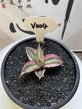 1pcs 6,6cm cactus pianta