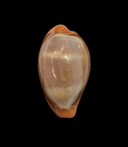 Conchiglia shell cypraea pyrum - cypraea,