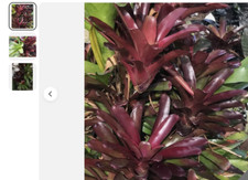 Confezione da 5 Bromelia