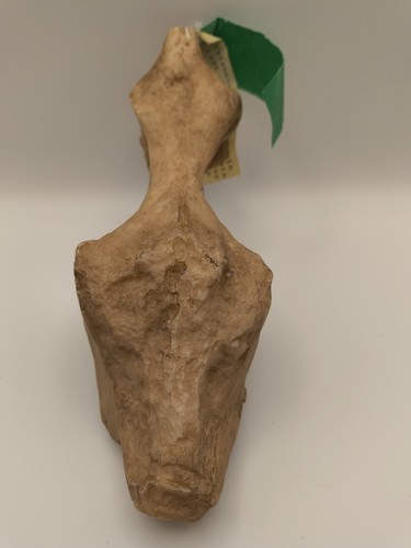 Tyrannosaurus rex brain cast