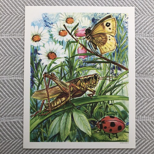 Quadro didattico insetti