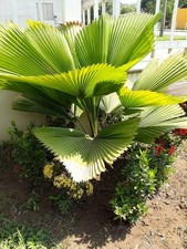 80002821 Licuala Grandis Palma Vanuata Palma Raggiante Palma da Cucchiaio 2 Semi