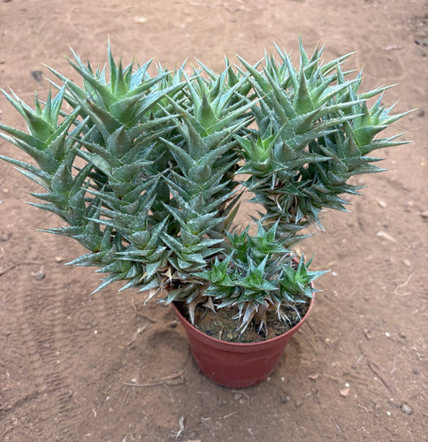 Abromeitiella brevifolia - abromeitiella,