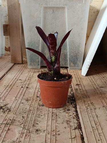 Neoregelia midnigh - neoregelia,