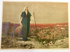 Litografia antica, F. Hanfstaengl da B. Piglhein 1870 ca. Campo di papaveri