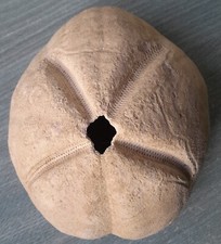 Fossile Riccio di Mare Gigantesco 8.5x14.5x17.4 cm Exuma Bahamas