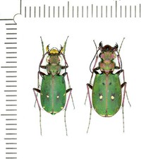 Cicindelidae, Cicindela