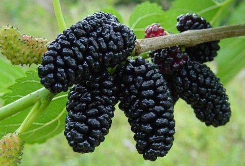 Pianta gelso nero vaso - in,