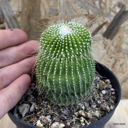Notocactus leninghausii