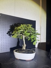 bonsai  quercia   h 40cm visita il mio profilo