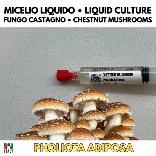 Cultura liquida fungo - cultura,