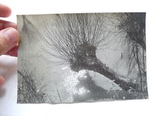 VINTAGE FOTO VECCHIA FOTOGRAFIA  MANZOTTI PIACENZA CAMPAGNA ALBERO GELSO SALICE