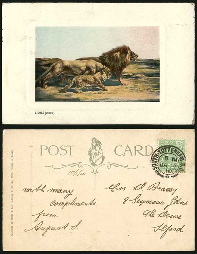 Lion family lioness - family,