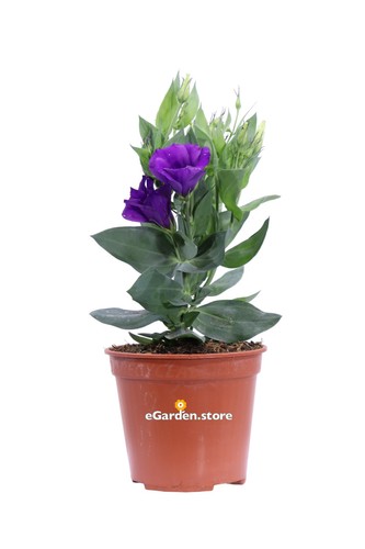 Pianta vera lisianthus - vera, di