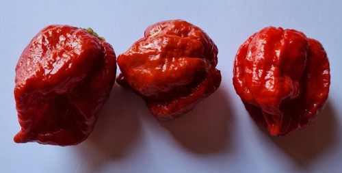 Semi peperoncino - semi,