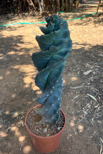 Cereus forbesii spiralis - forbesii,