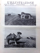 L'Illustrazione Italiana 4 Novembre 1900 Cina Arlecchino Re Guglielmina d'Olanda