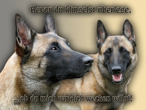 Pastore belga malinois metallo - pastore,