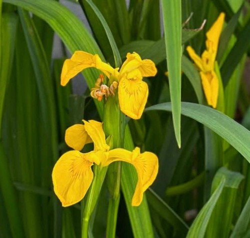 Iris pseudacorus 10cm - iris,