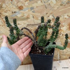 Crassula hottentot vaso cm - hottentot, 10