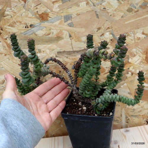 Crassula hottentot vaso cm - vaso,