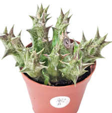 Orbea Decaisneana  vaso Ø 8