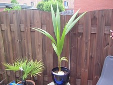 Pianta di Cocco - ARECASTRUM