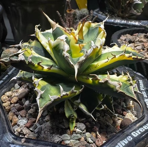 Rare cacti agave titanota - rare,