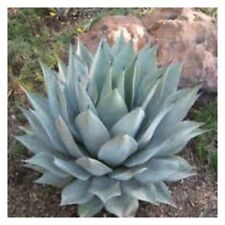 50 semi di agave parryi ssp. parryi, succulente,seed succulents